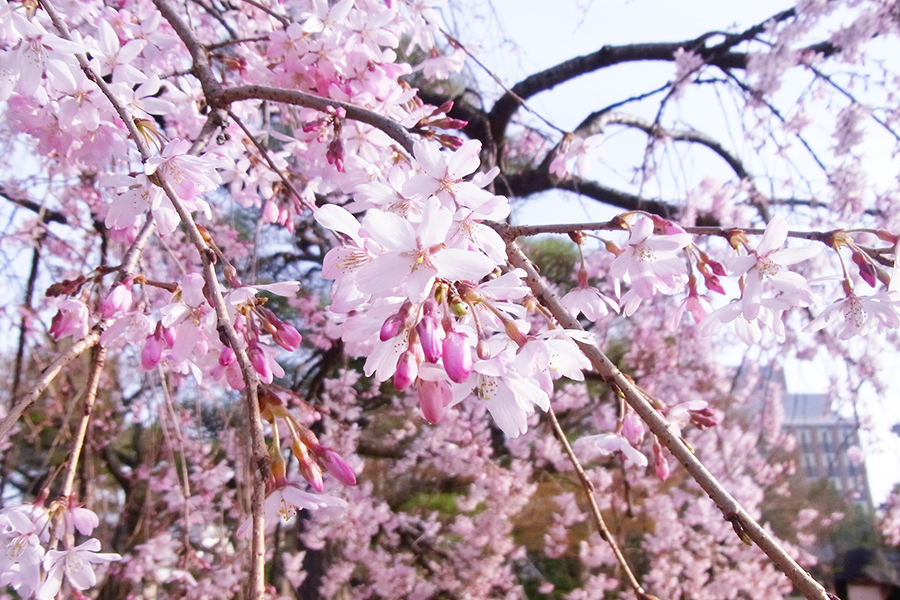 授業で習ったPhotoshopで編集した桜の写真